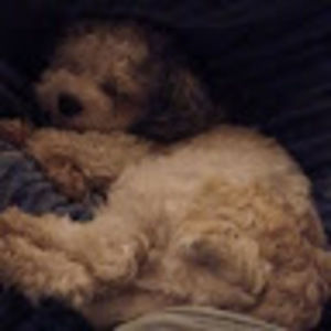 Meet your Posher, Lilah